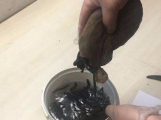 Havalimanında kadın çorapları içerisinde yakalandı