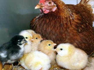 Meğer o yediklerimiz "Civciv"miş!