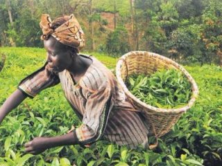 Türkiye Afrika’yı tarım üssü yapıyor