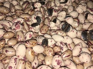 Türkiye'de ilk kez yakalandı!