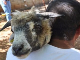 Koyunu görünce dondu kaldı! Besmele çektim