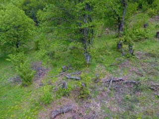 Uludağ'da ağaçlar tehlikede! Arılar yuva yapıp...