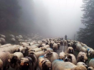 4 bin TL'ye çalışacak çoban bulamıyor!