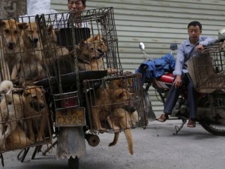 Köpek katliamına geçici yasak