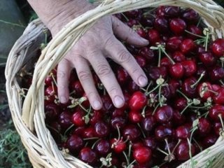 Fransa'dan Türk ürününe yasak