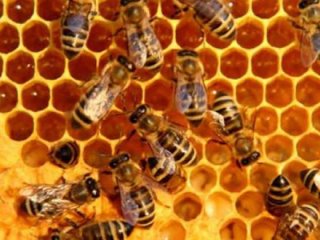 Büyük panik! Görür görmez ihbar edin