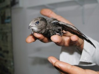 Vatandaş buldu sinekle besledi!