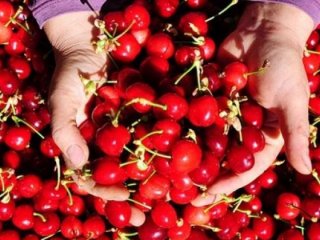 Çinliler Türk kirazını tadacak