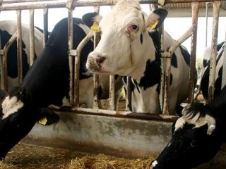 Üreticiye 185 bin besilik hayvan dağıtacaklar