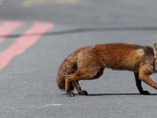 Londra sokakları tilkilere kaldı