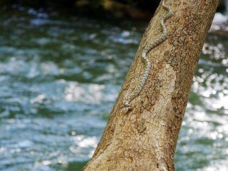 Nesli tehlikede! Isparta'da görüntülendi