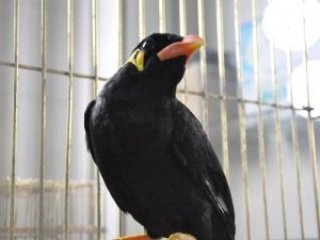 'Konuşan karga' koruma altında!