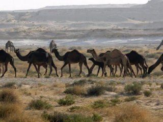 Suudiler Katar'a ait develeri sınır dışı etti!