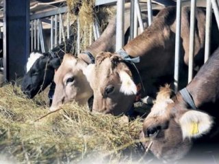 Üst üste hamleler! Fiyatı yüzde 20 birden düşecek!