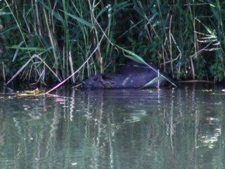 Su maymunları "Türkiye'nin çatısı"na yerleşti