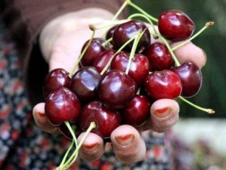 Yağış nedeniyle kirazda rekolte düştü