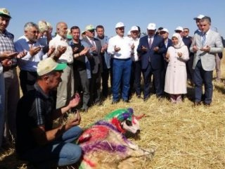 2017 buğday alım fiyatları ne kadar olacak?