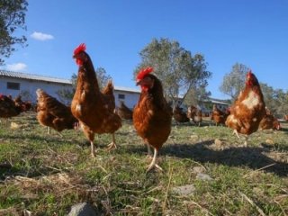 Beyaz et devine soruşturma!