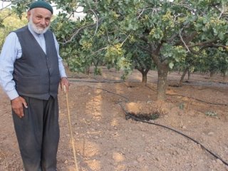 Babasını dinledi, her yıl bir kg altın alıyor