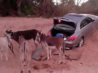 Mercedes çalan eşekler yakalandı!