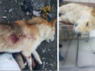 Köpeği tabancayla vurarak öldürdüler