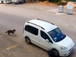 O cani yakalandı! Köpeği bilerek ezmişti