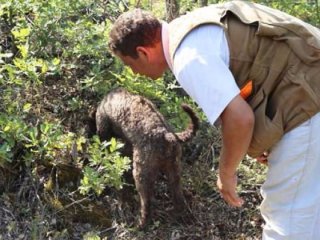 Kilosu 2 bin TL! Özel köpeklerle arıyorlar