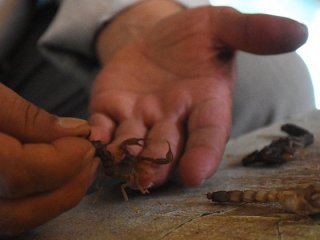 Öldürmekten bıkınca beslemeye başladı!