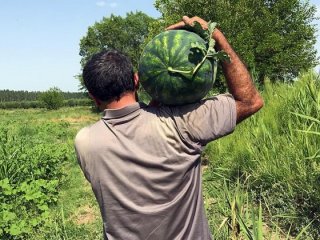 'Her yıl yarım milyon ton karpuz çöpe gidiyor'