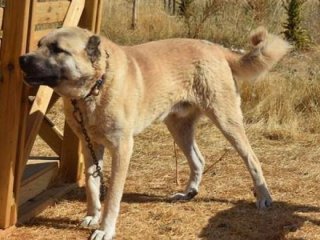 Kangal köpeğine ’tescil’ şoku!