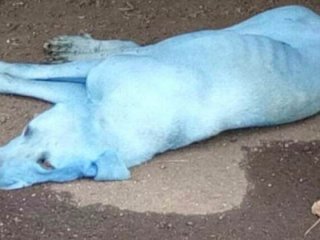 Herkesi şoke eden görüntü! Köpekler mavi oldu