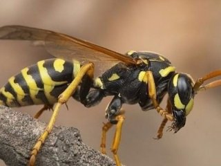 Bombus arısı kullanan yetiştiricilere destek