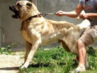 'Sivas Kangalı'na resmi görev! Hazırlıklar başladı
