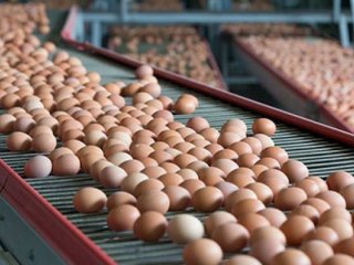 "Zehirli yumurtalara Türkiye'de de rastlandı"