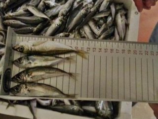 '13 cm' operasyonu! 90 ton balığa el konuldu