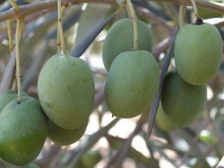 Silifke zeytin üretiminde iddialı