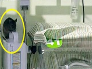 Skandal görüntüler! Yeni doğan bebeklerin arasında fare