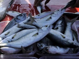 Palamut ve hamsi ucuzladı sıra lüferde