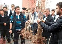 Tercan'da 6 bin 500 adet zerdali fidanı dağıtıldı