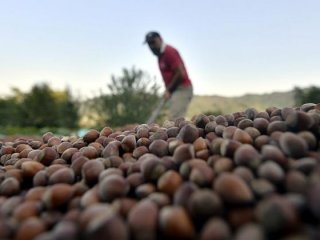 Ordu'da fındık 8,50 liradan işlem gördü