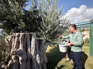 Mersin'de 800 yıllık ağaçta zeytin hasadı