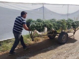 1974 nüfuslu köy yılda 20 milyon TL kazanıyor