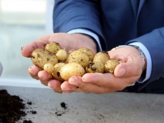 "Milli patates" geliyor