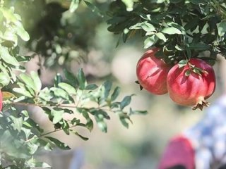 Rusya'dan iki ürüne izin