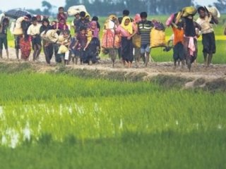 Şimdi de Arakanlıların mahsullerini topluyorlar