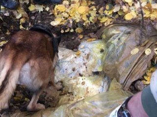 Başlarına büyük ödül konulmuştu! Köpekler buldu
