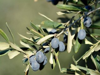 Marmarabirlik fiyatları yeniden düzenledi