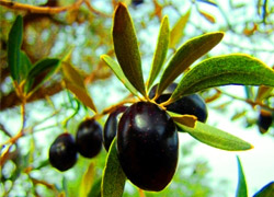'Her Çinli günde bir zeytin yese...'