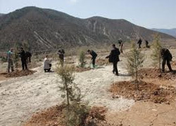 Ilgaz'da 'Sahabe Ormanı' oluşturuldu
