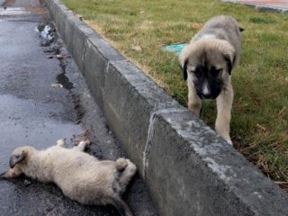 Ölen kardeşinin yanından ayrılmadı!